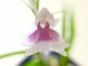 中川村の花羽蝶蘭