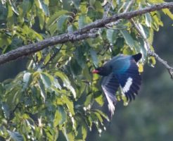 天龍村の鳥ブッポウソウ