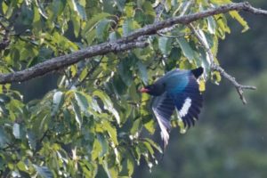 天龍村の鳥ブッポウソウ