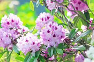 北山村の花 シャクナゲ