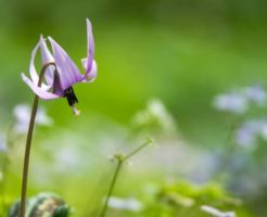 泰阜村の花カタクリ