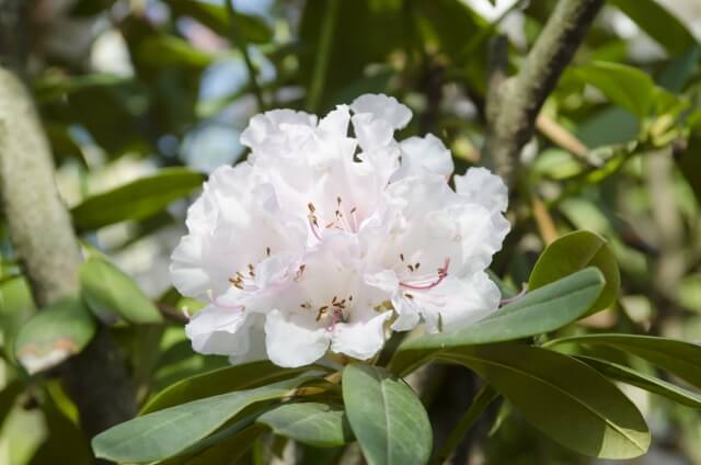 阿南町の花シャクナゲ