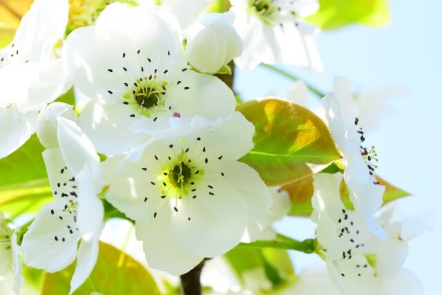 松川町の花 梨