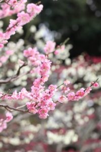 宮田村の花ウメ