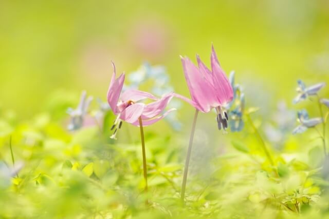 朝日村の花カタクリ