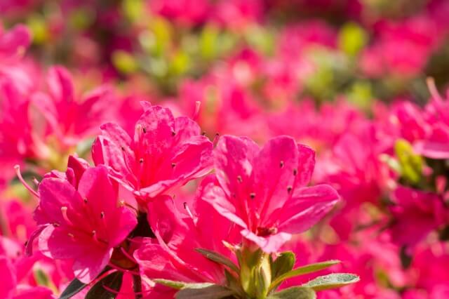 生坂村の花 ツツジ