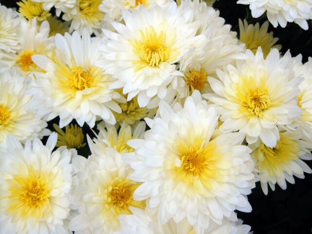 南箕輪村の花キク