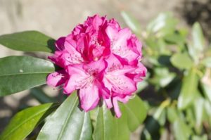 北相木村の花シャクナゲ