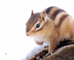 阿南町の獣リス