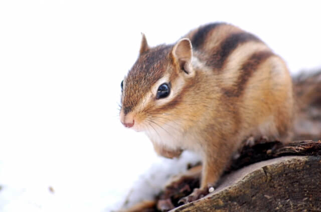 阿南町の獣リス