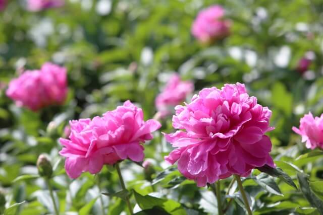 中野市の花シャクヤク