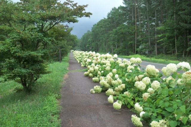 原村紫陽花の道