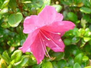 大竹市の花 サツキ