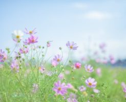 下條村の花コスモス