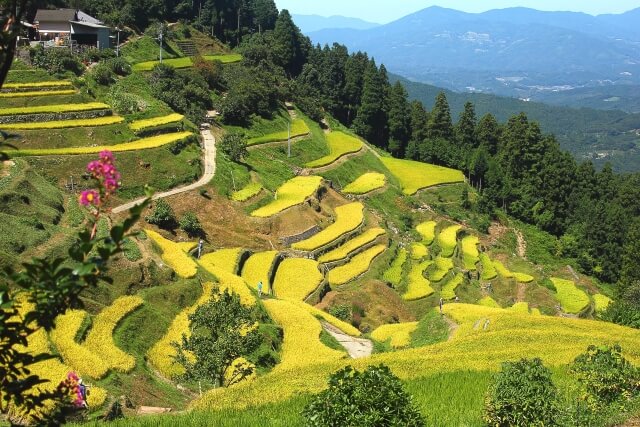 内子町 泉谷棚田