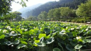 南越前町 花はす公園の風景
