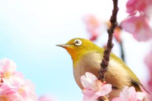 芸西村の鳥メジロ
