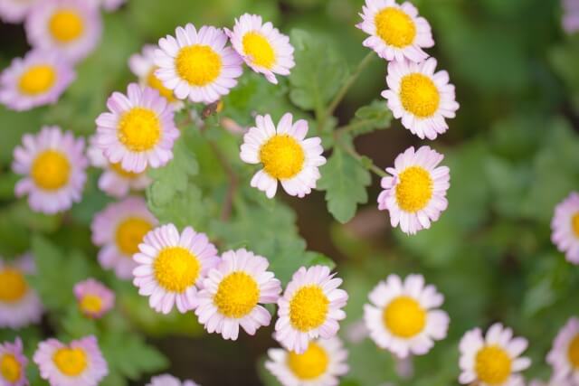 中土佐町の花ノジギク