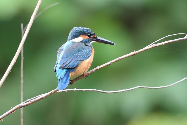 琴浦町の鳥 カワセミ