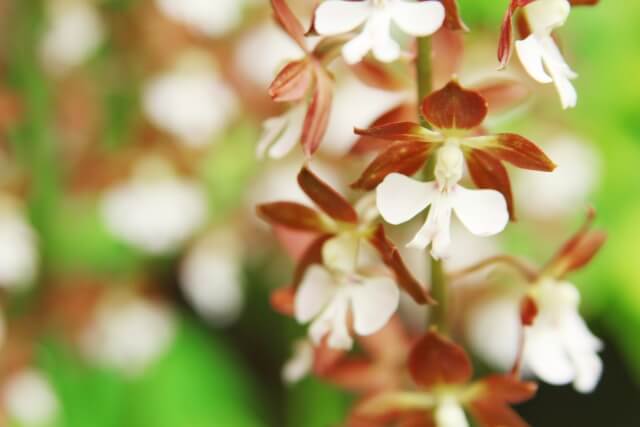 松野町の花 エビネ