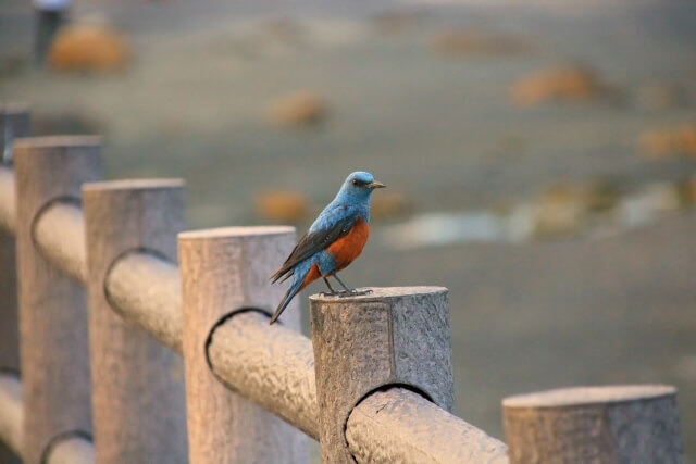 中土佐町の鳥イソヒヨドリ