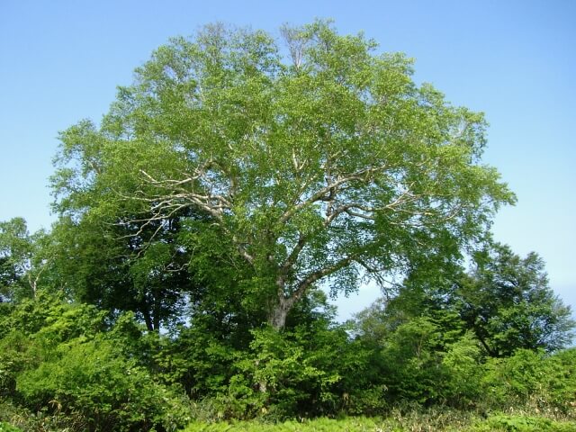 初夏の野沢温泉村 樺の木