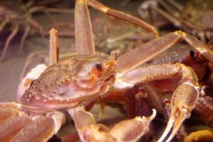 町の魚に指定されている越前ガニ