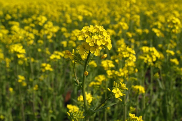 野沢温泉村の花 野沢菜