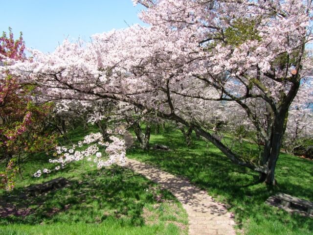 紫雲出山の桜