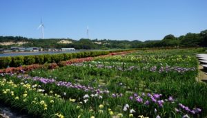 あわら市 北潟湖畔花菖蒲苑