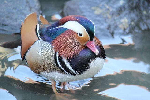 鯖江市の鳥 おしどり