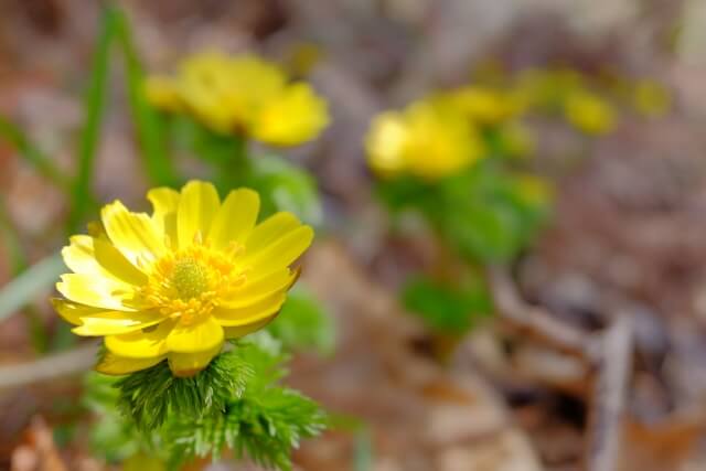 木島平村の花 福寿草