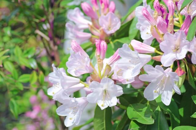 大川村の花シャクナゲ