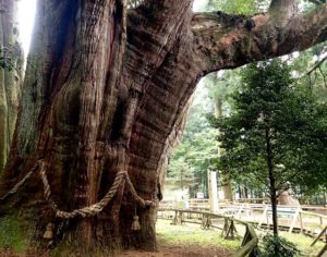 杉の大スギ 大豊町