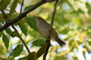 北栄町の鳥 ウグイス