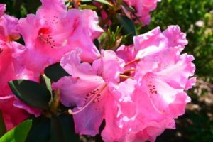 池田町の花シャクナゲ
