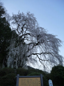 松川村 鼠石のしだれ桜
