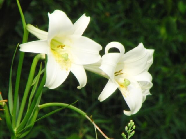 矢巾町の花 ユリ