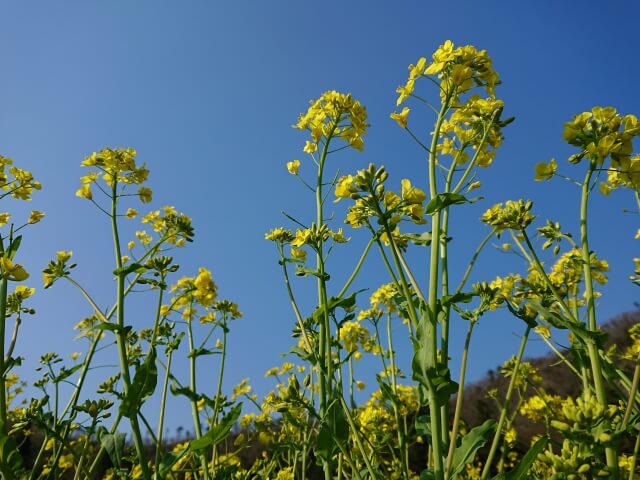 横浜町のシンボル 菜の花