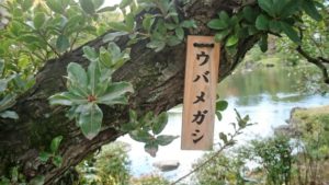 紀宝町の木ウバメガシ