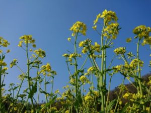 三川町の花 菜の花
