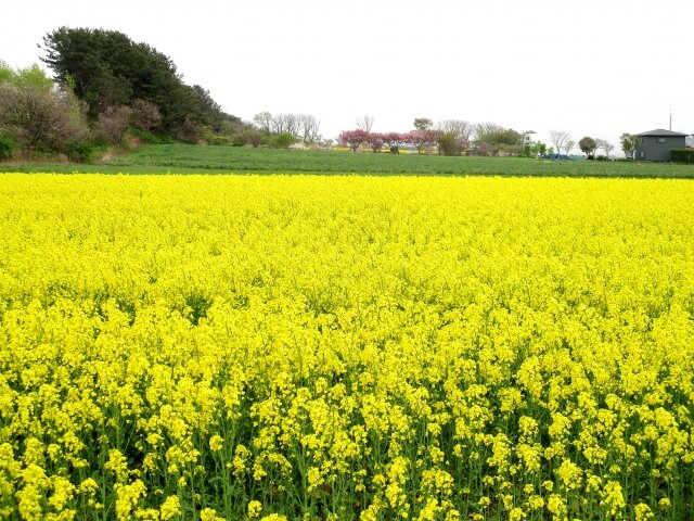 横浜町の菜の花畑