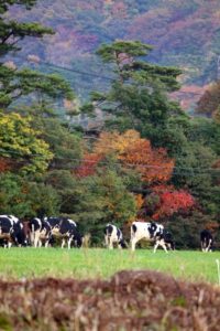 伯耆町 放牧の風景