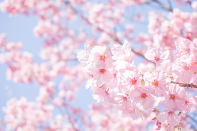 野辺地町の花 サクラ