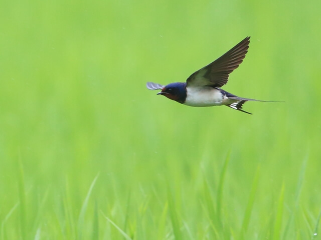 中泊町の鳥 ツバメ