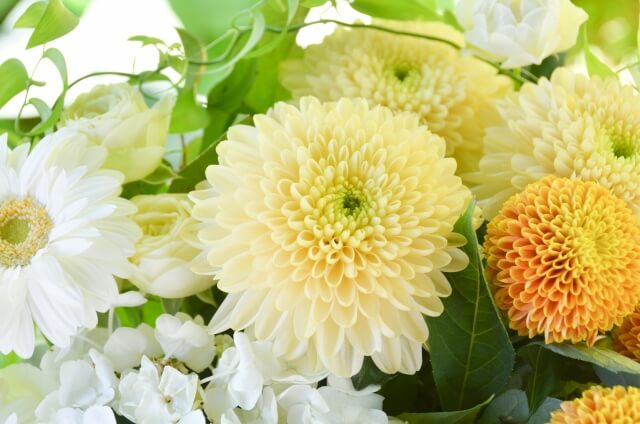雫石町の花キク