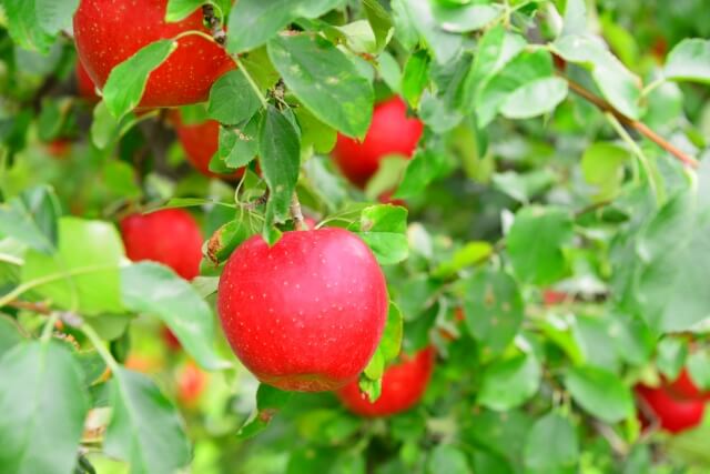 藤崎町の木 リンゴ