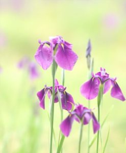五所川原市の花 ノハナショウブ
