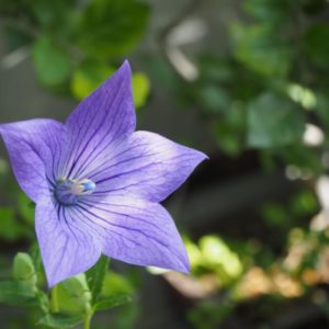 板柳町の花 桔梗