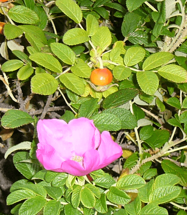 蓬田村の花 ハマナス